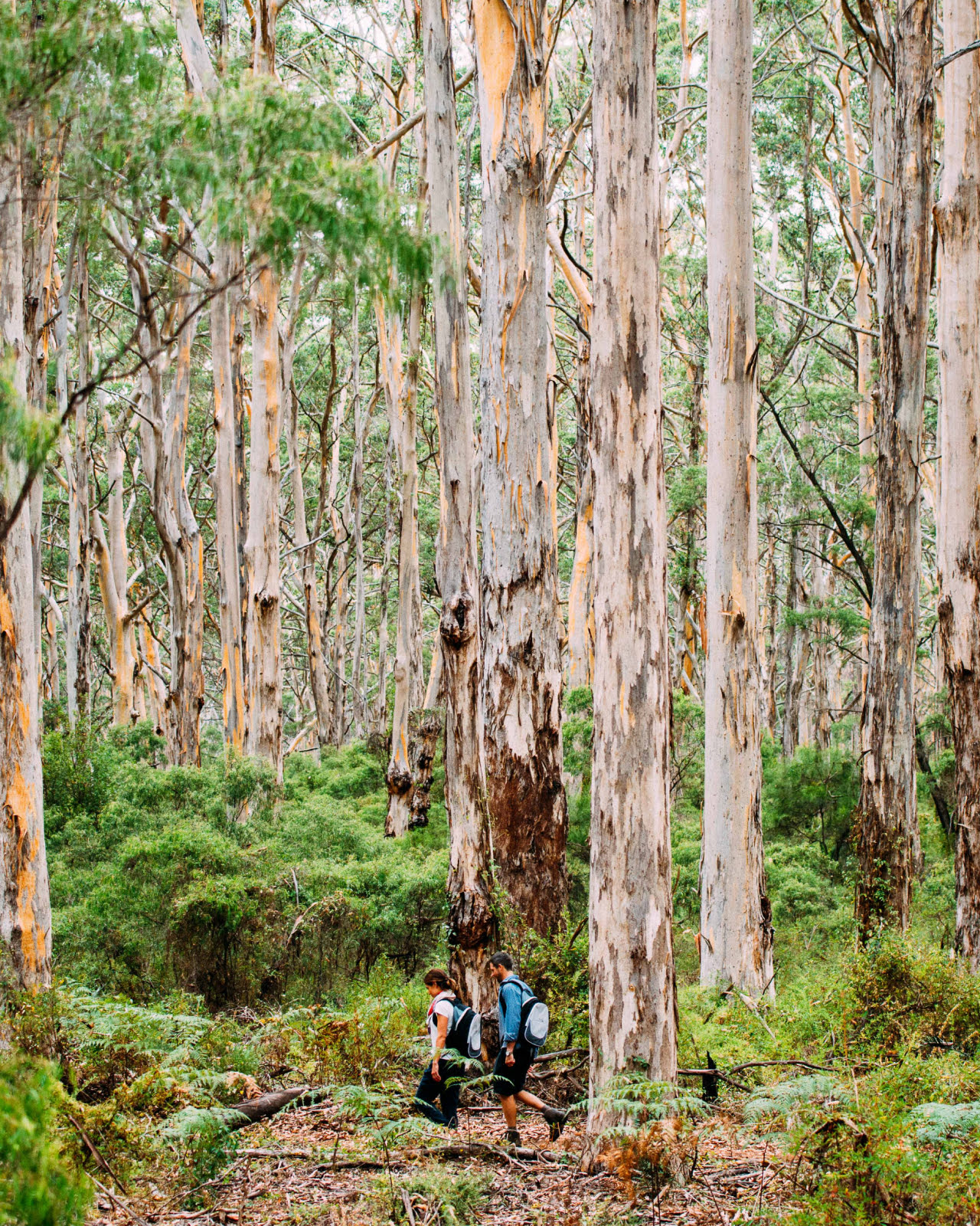 Cape-Lodge_Margaret-River_Experience_Walk-into-Luxury-Couple-Forest-1